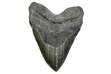 Huge, Serrated, Fossil Megalodon Tooth - North Carolina #381351-1